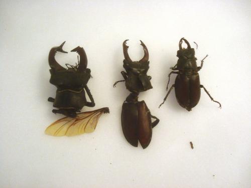 Lucanus cervus
